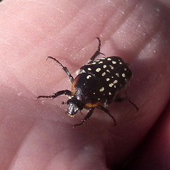 Oxythyrea marginalis