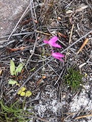 Disa obliqua