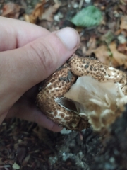 Echinoderma