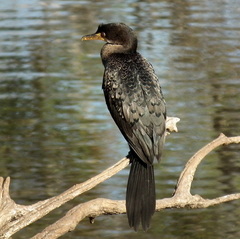 Microcarbo africanus africanus