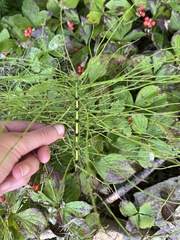 Equisetum sylvaticum image