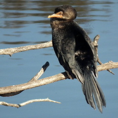 Microcarbo africanus africanus