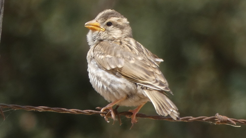 Rock Sparrow