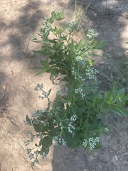 Eupatorium serotinum