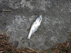 Hemiculter leucisculus