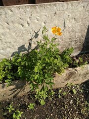 Papaver cambricum