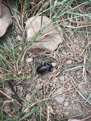 Carabus nemoralis