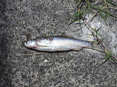 Hemiculter leucisculus