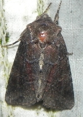 Lacinipolia meditata