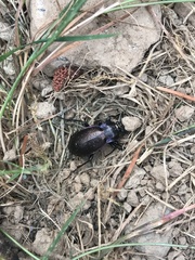 Carabus nemoralis