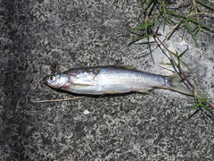 Hemiculter leucisculus