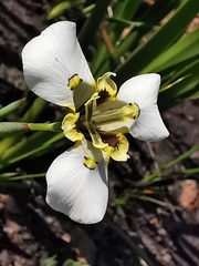 Moraea
