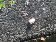 Pomacea canaliculata