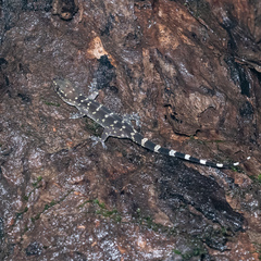 Hemidactylus prashadi