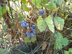 Rubus caesius