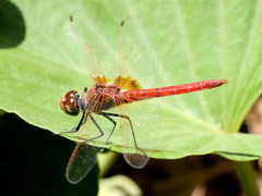 Urothemis thomasi