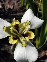 Moraea