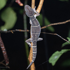 Cyrtodactylus deccanensis