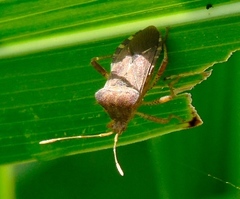Anasa scorbutica