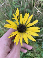 Heliopsis helianthoides