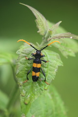 Zonopterus flavitarsis