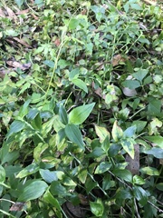 Tradescantia fluminensis
