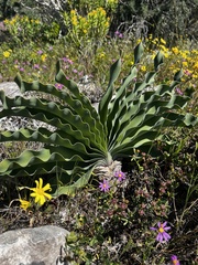 Boophone haemanthoides