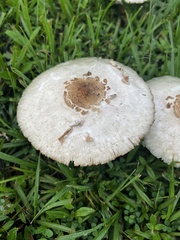 Chlorophyllum molybdites image