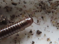 Cylindroiulus caeruleocinctus