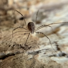 Nelima