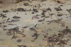 Papilio memnon agenor