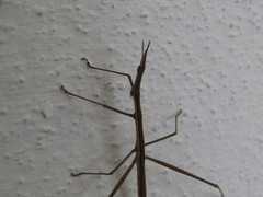 Tetanorhynchini