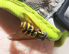 Chrysotoxum intermedium