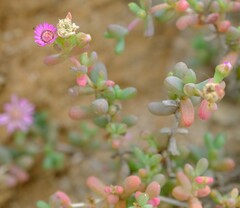 Amphibolia succulenta