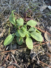 Solidago virgaurea
