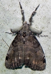 Dasychira vagans
