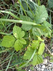 Rubus caesius