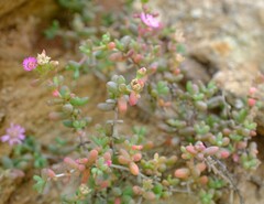 Amphibolia succulenta