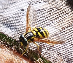 Chrysotoxum intermedium