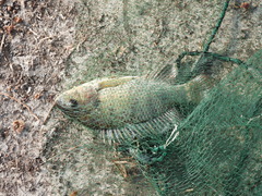 Oreochromis niloticus