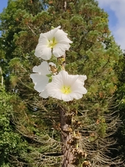 Alcea rosea