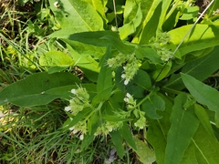 Symphytum officinale