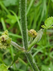 Heracleum sphondylium