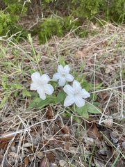 Ruellia metziae