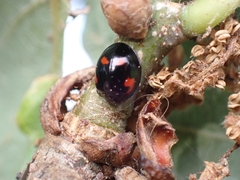 Exochomus quadripustulatus