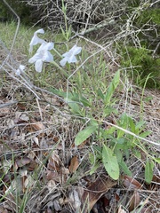 Ruellia metziae