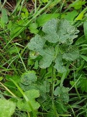 Heracleum sphondylium