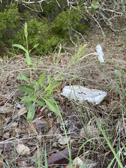 Ruellia metziae