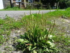Plantago depressa
