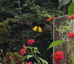 Troides helena cerberus
